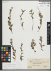 Foto von Salix repens subsp. repens L.